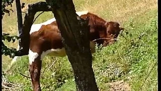Kinner Sex Video