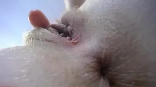 Tamailsex