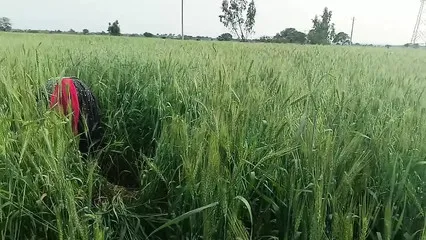 Xxxvideofilm