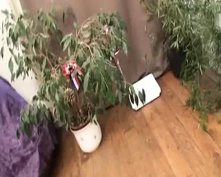 Xxx Bo