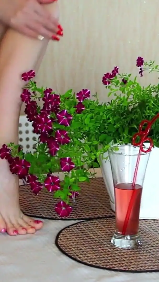 Petunia