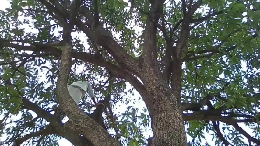 Mango Tree and Boy!