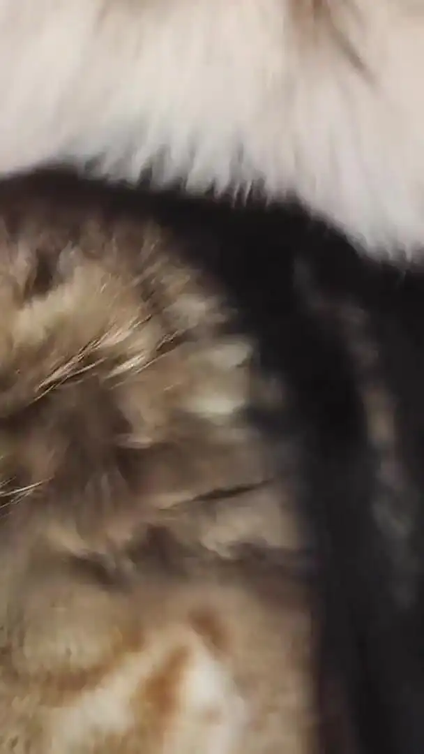 Goddess in Furs